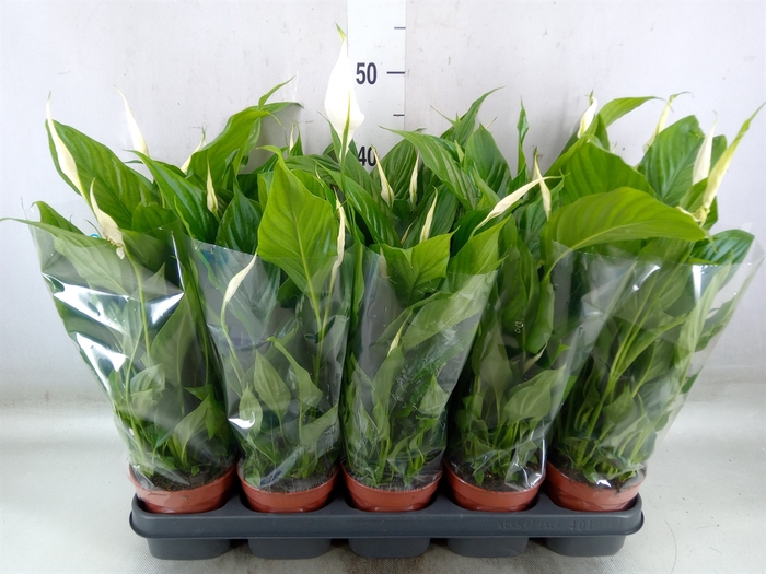 <h4>Spathiphyllum  'Bellini'</h4>