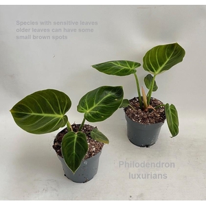 Philodendron luxurians 14cm