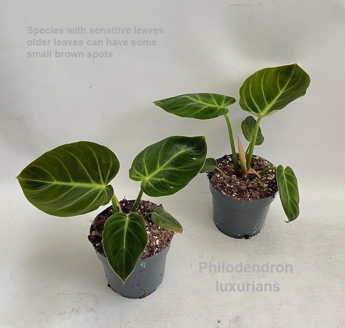 <h4>Philodendron luxurians 14cm</h4>