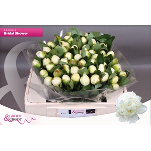 Paeonia Bridal Shower