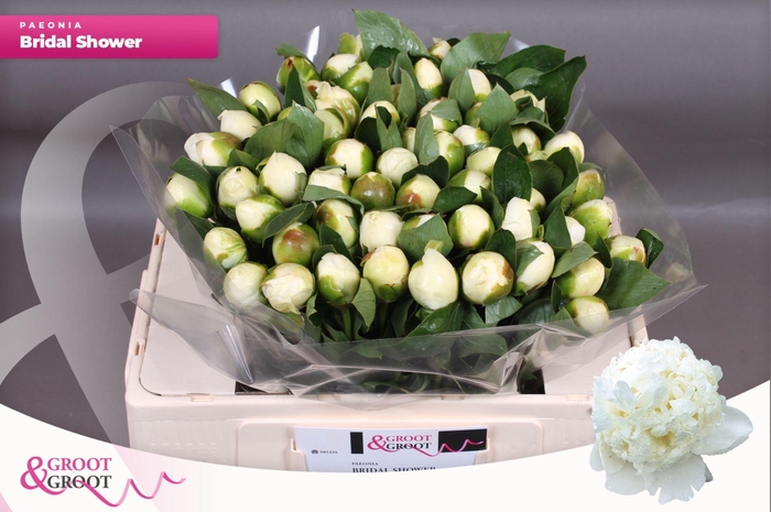 <h4>Paeonia Bridal Shower</h4>