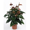 ANTHURIUM GIANT CHOCOLATE P19 CHOCOLATE