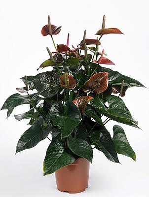 ANTHURIUM GIANT CHOCOLATE P19 CHOCOLATE