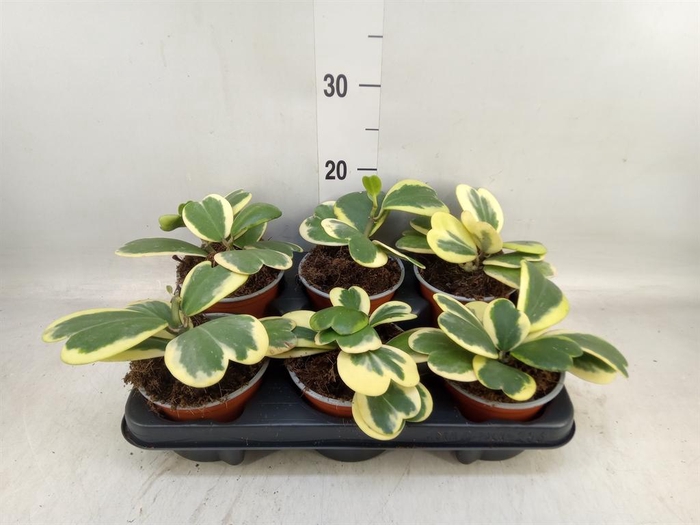 <h4>Hoya kerrii</h4>