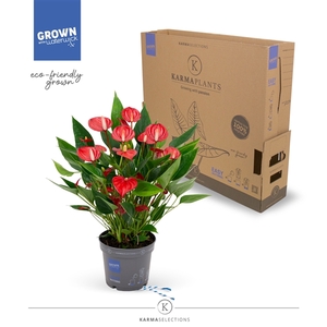 Anthurium - KARMA Million | 12cm | PLASTIC FREE