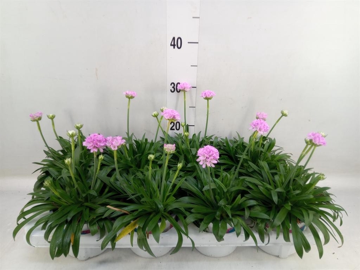 <h4>Armeria pseud. 'Dreameria Sweet Dr'</h4>