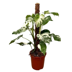 Monstera mosstok 80cm Deliciosa Variegata