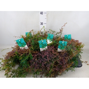 Selaginella uncinata 'Peacock'