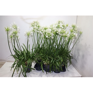 Agapa Pitchoun White