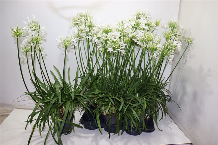 <h4>Agapa Pitchoun White</h4>