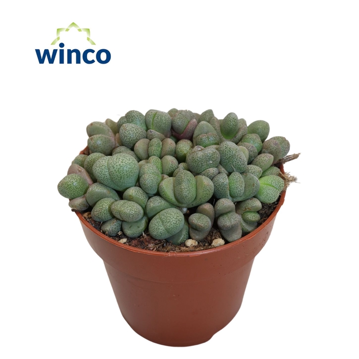 <h4>Pleiospilos Nelii (mini's)</h4>