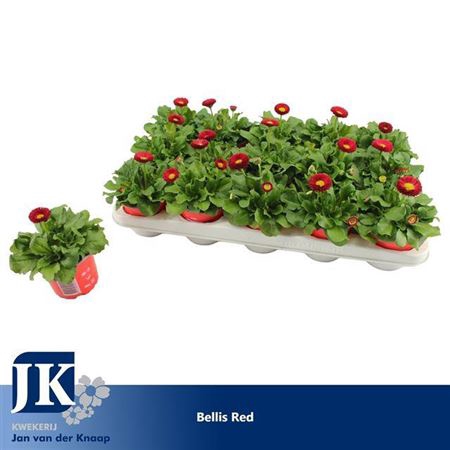 <h4>Bellis P Kl Ru Red</h4>