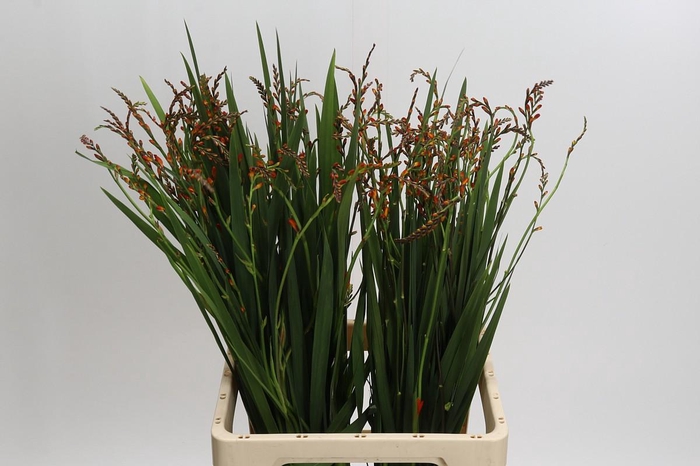 <h4>Crocosmia Red King</h4>
