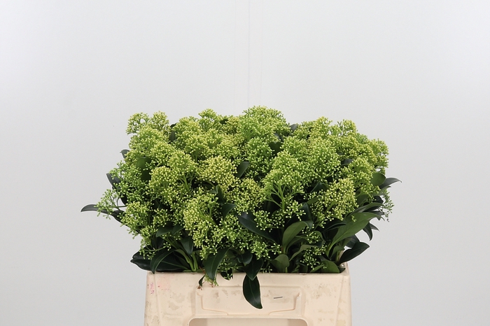 Skim J Frank Whit Bs