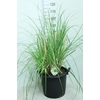 Cortaderia Selloana Pumila