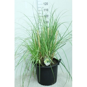 Cortaderia Selloana Pumila