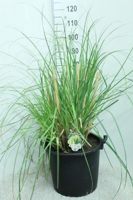 Cortaderia Selloana Pumila
