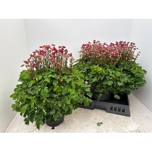 AQUIL VU WINKY RS-RS