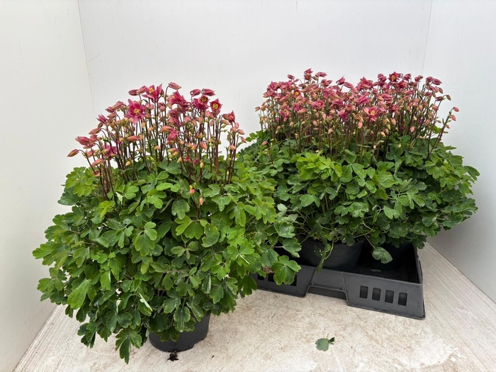 <h4>AQUIL VU WINKY RS-RS</h4>