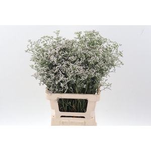 LIM WHITE NETO X25 LIM WHITE NETO