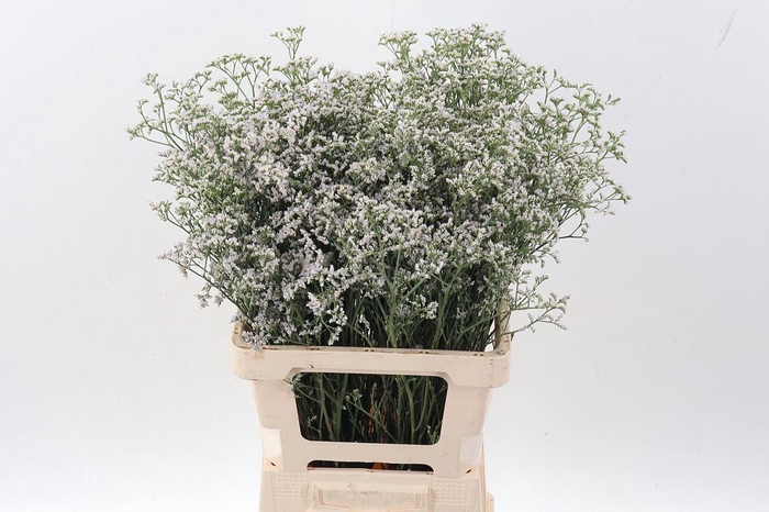 <h4>LIM WHITE NETO X25 LIM WHITE NETO</h4>