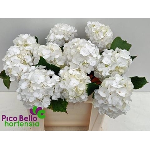 HYDR M CH WHI VERENA