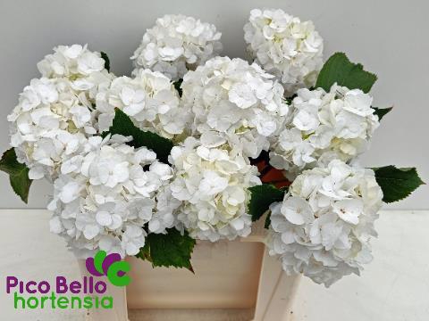 <h4>HYDR M CH WHI VERENA</h4>