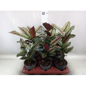 Calathea   ...