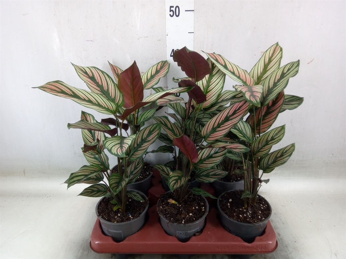 <h4>Calathea   ...</h4>