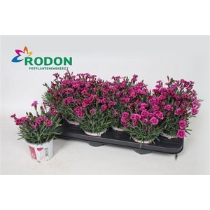 Dianthus Picture Perfect