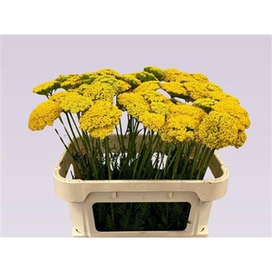 Achillea F Park Variety A2