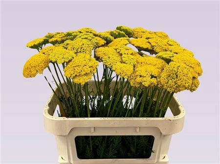 <h4>Achillea F Park Variety A2</h4>