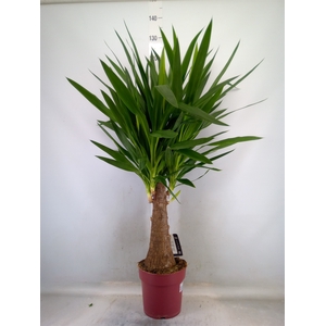 Yucca elephantipes   ...