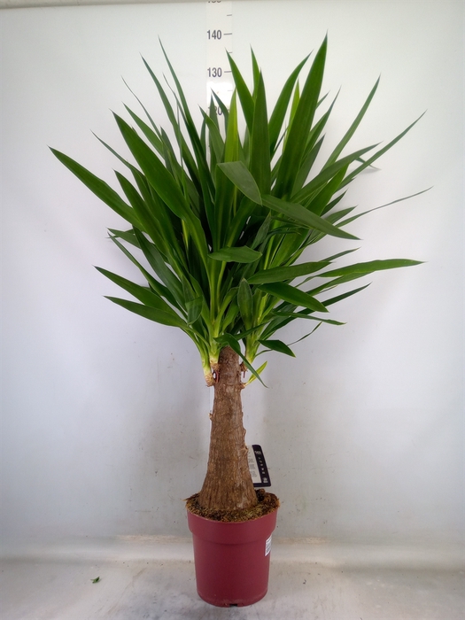 <h4>Yucca elephantipes   ...</h4>