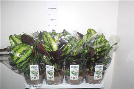 <h4>Calat Beautystar</h4>