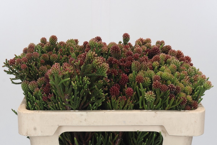 <h4>Kaaps Groen Brunia Fragarioides (Clusterstar)</h4>