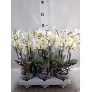 Phalaenopsis multi.   ...white