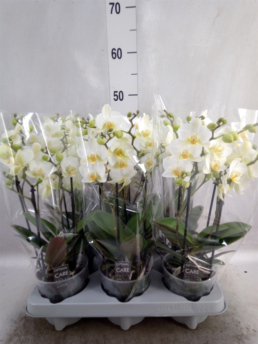 Phalaenopsis multi.   ...white