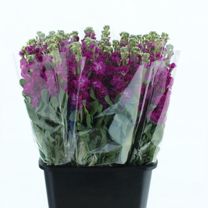 Matth Incana Iron Red