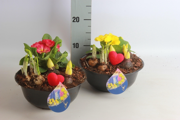 <h4>ARR BOL KNOLGEWAS</h4>