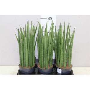 Sansevieria Cylindrica Mikado