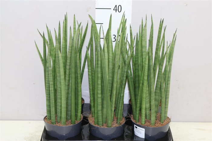 <h4>Sansevieria Cylindrica Mikado</h4>