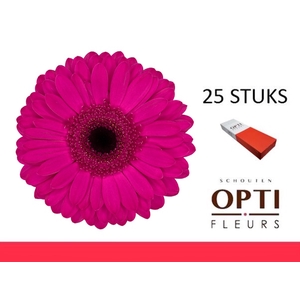 GE GR BON DIA-Doosx25