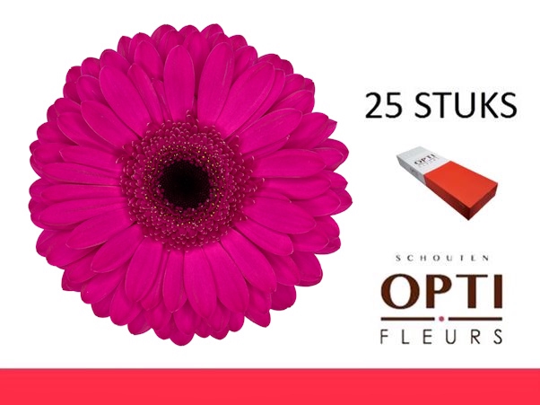 <h4>GE GR BON DIA-Doosx25</h4>