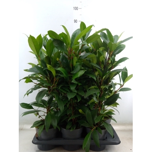 Ficus cyathistipula 'Compacta'