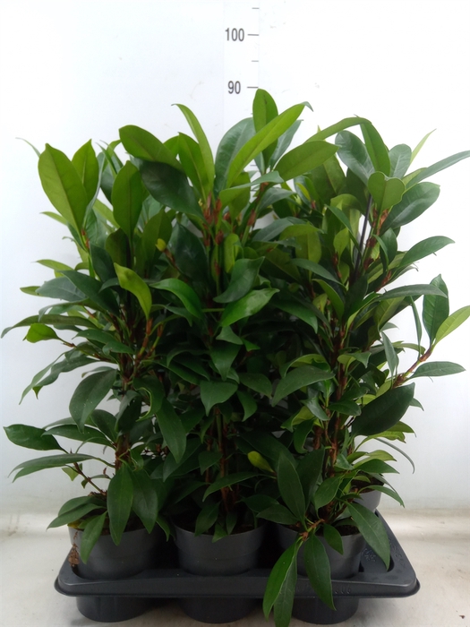 <h4>Ficus cyathistipula 'Compacta'</h4>