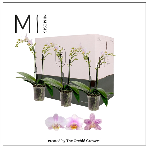 <h4>Mimesis Phal. Light Pink - 2 spike 9cm Less Plastic</h4>