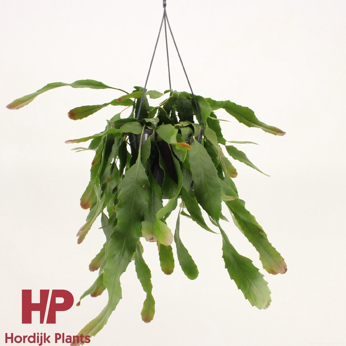 <h4>Lepismium houlletianum</h4>