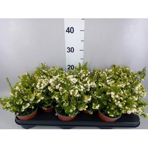 Gaultheria   ...white berry