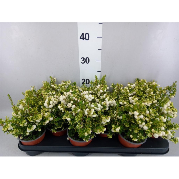 <h4>Gaultheria   ...white berry</h4>